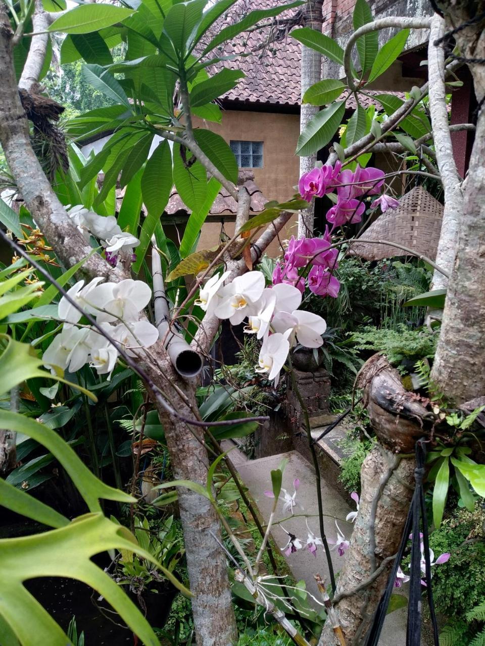 Umah Ubud Guest House Экстерьер фото